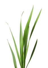Blades of green grass isolated on white