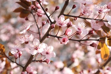 Obraz premium Beautiful blossoming cherry plum tree with pink flowers outdoors, closeup