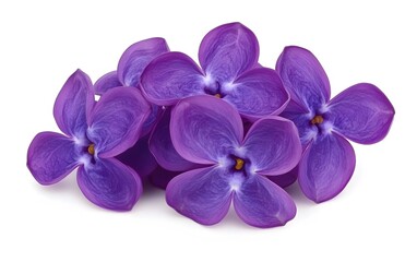 Obraz premium Vibrant Purple Lilac Blossoms Close Up Studio Shot