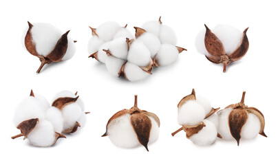 Beautiful cotton flowers on white background, collage