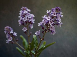 Obraz premium Sea Lavender in Violet Blossoms with Branching Angular Stem