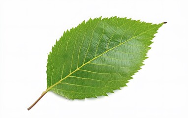 Obraz premium Vibrant Green Leaf Closeup Detailed Texture Nature