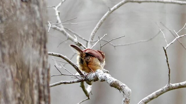 Watch this adorable Carolina Wren, its feathers fluffed up for warmth, as it sits on a branch observing its surroundings. Gentle wind blows across its plumage