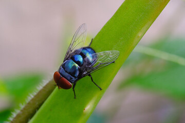 Macrophotography Blue Bottle Fly exploring aloe vera plant. Animal in Closeup shot perched on a...