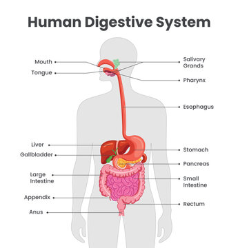 Human digestive system chart clipart. Digestive system body parts anatomy diagram clip art for elementary and secondary learning chart infographic design vector illustration. 
