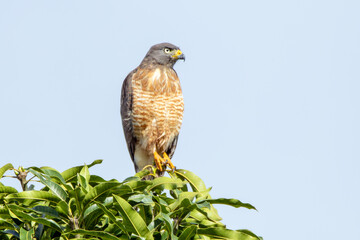 The Roadside Hawk also know as Gaviao-carijo perched in the wood. Species Rupornis magnirostris. animalworld. bird lover. Birdwatching. hawk hunting