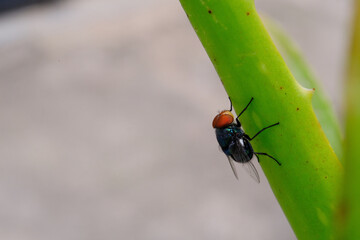 Macrophotography Blue Bottle Fly exploring aloe vera plant. Animal in Closeup shot perched on a leaf. Insects in the wild. Dirty and creepy pest on plants. Animal Motion. Negative Space
