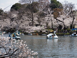 the beautiful cherry blossom in Inokashira onashi park in Japan