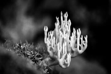 black and white mushroom