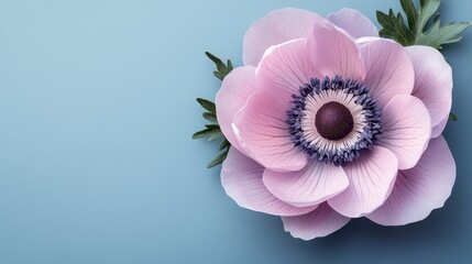 Fototapeta premium Close-up of a delicate pink anemone flower on a soft blue background emphasizing its intricate petals and texture