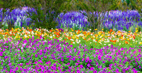 Naklejka premium Panoramic Field of Beach Morning Glory, Fredericksburg, Texas, USA