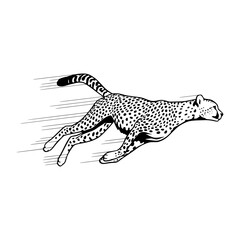 Cheetah Running - Vector Illustration