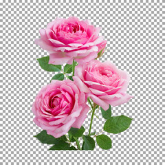Stunning Pink Roses Bunch for Romantic Occasions on transparent background, png, psd

