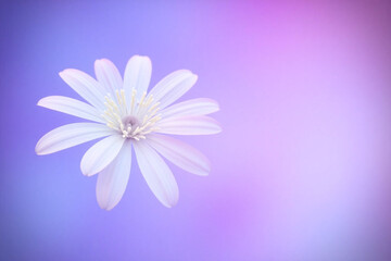 white flower sitting on top of a pink and blue background