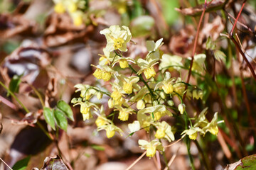 キバナイカリソウ