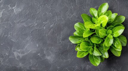 Fresh vibrant green leaves cluster on dark gray stone