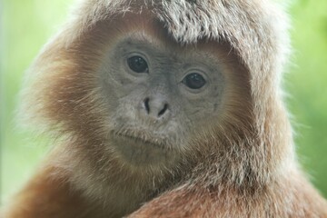 close up of a trachypithecus auratus