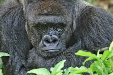 serious face of a silverback gorilla