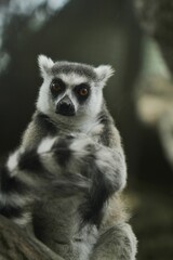 portrait of a lemur's behavior
