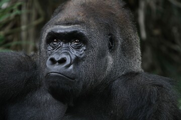 portrait of a silverback gorilla's facial expression