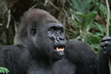 portrait of a silverback gorilla's facial expression