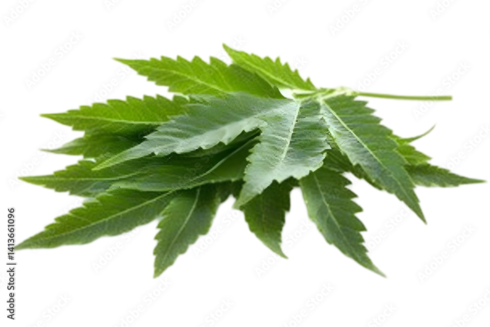 Poster isolated green leaves on a branch macro photo with transparent background