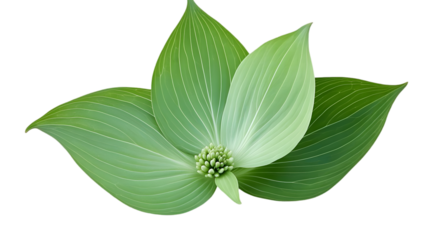 Isolated Green Leafy Plant Illustration With Transparent Background