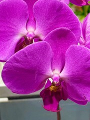Large Purple Orchids