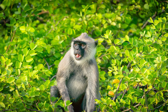Wildlife in Yala National Park  National Park, purple-faced langur or Semnopithecus vetulus in tree portrait looking alarmed with mouth open