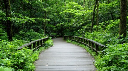 Lush green forest path with wooden bridge