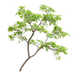 Obraz premium Heavenly Tree Branch on transparent background