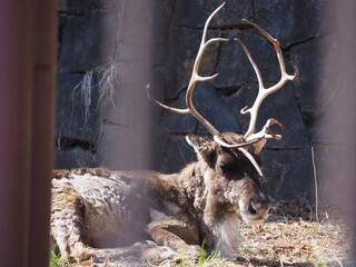 Reindeer, Tama Zoological Park in Tokyo, Japan 