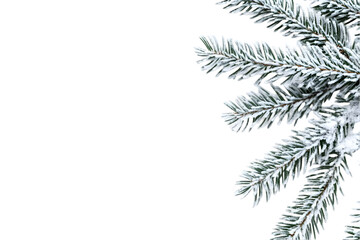 Naklejka premium Isolated Photo of Wintery Pine Branches on Black Background