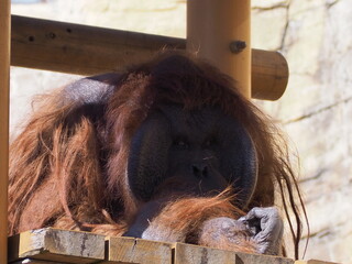 Orangutan, Tama Zoological Park in Tokyp, Japan