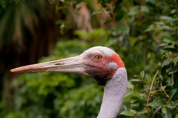 Close-Up of a Brolga’s Head – Australian Crane in Stunning Detail