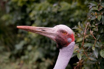 Close-Up of a Brolga’s Head – Australian Crane in Stunning Detail