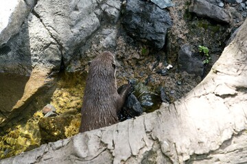Otter on a Rugged Surface – Curious Mammal in Natural Setting