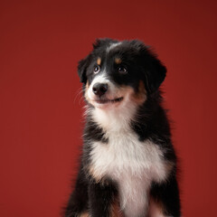 An Australian Shepherd sits happily against a deep red backdrop, its mouth slightly open in a cheerful pose. The well-groomed fur enhances the softness of the image.