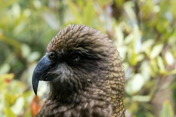 Close-Up of a Kea’s Head – Intelligent Alpine Parrot of New Zealand