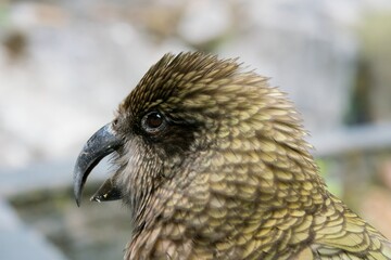 Close-Up of a Kea’s Head – Intelligent Alpine Parrot of New Zealand