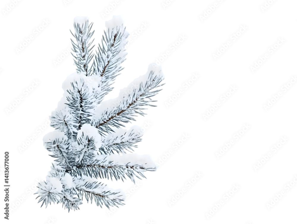 Poster isolated winter pine tree with snow realistic photo on transparent background