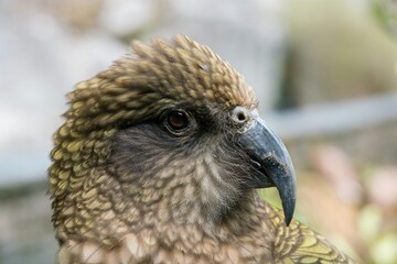 Close-Up of a Kea’s Head – Intelligent Alpine Parrot of New Zealand