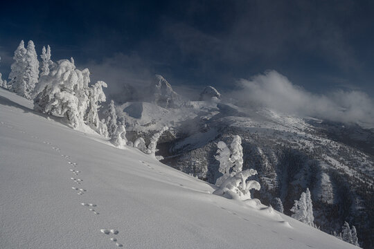 USA, Wyoming. Snowshoe hare tracks in snow and Teton Range in distance.