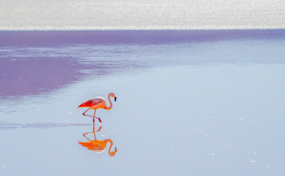 Bolivia. Andean Flamingo feeding on brine shrimp in the salty waters of Laguna Colorada.