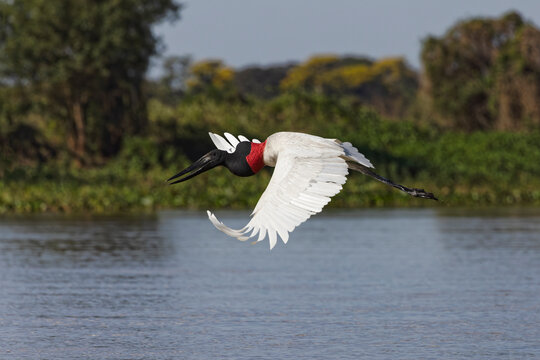 Jabiru stork in flight. Mato Grosso, Pantanal, Brazil, South America