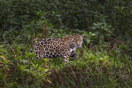 Jaguar along the river banks of Cuiaba River, Pantanal, Brazil.