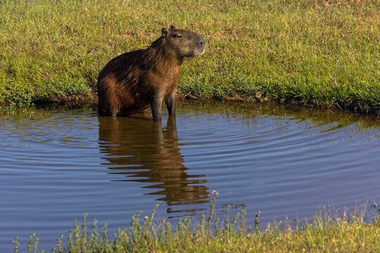 Capybara, Mato Grosso, Pantanal, Brazil, South America
