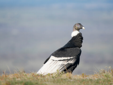 Andean condor female in Patagonia. South America, Chile, Magallanes.