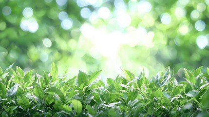 Vibrant green foliage sunlight bokeh nature photography background