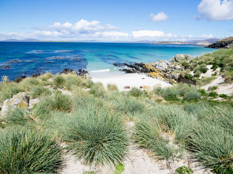 Falkland Islands, Carcass Island. Rocks and tussock grass with bits of white sand line the lagoon.